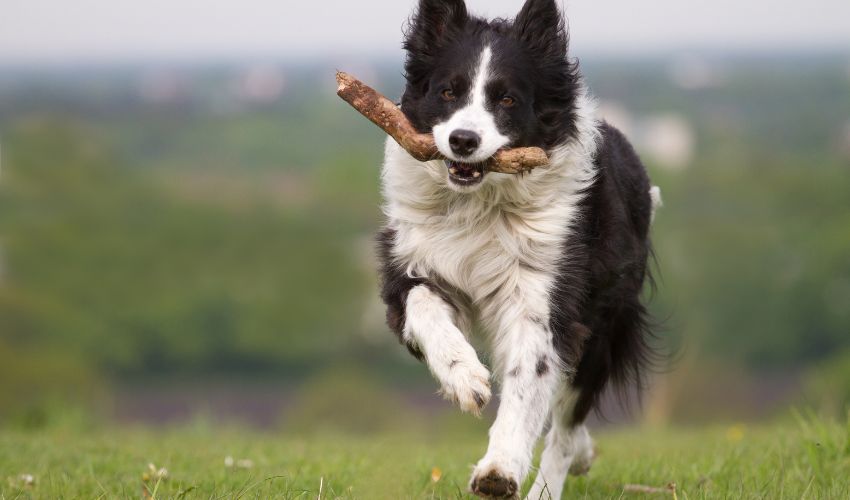 Top Tips for Preventing Obesity in Dogs: Diet and Exercise Guidelines